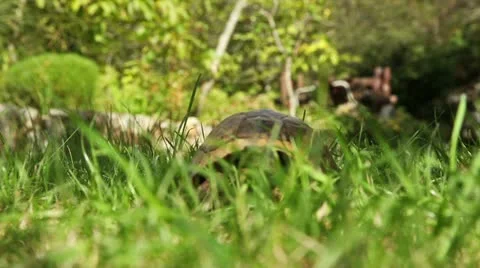 Tortoise passing by camera Stock Footage 22085742