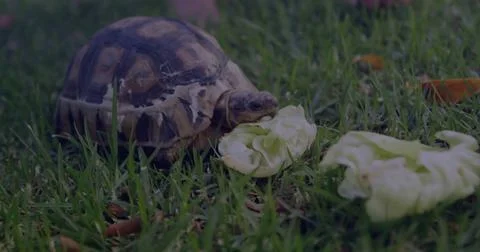 Tortoise with patterned domed shell eating pale green lettuce on grassy lawn Stock Photos
