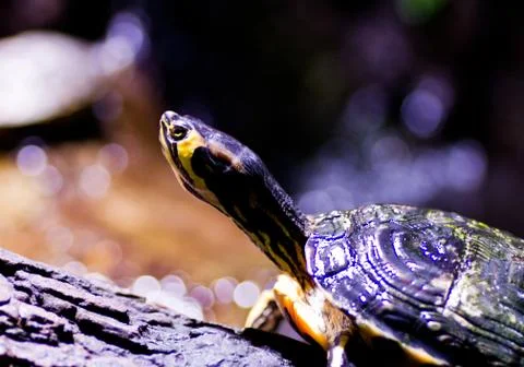 Tortoise Stock Photos