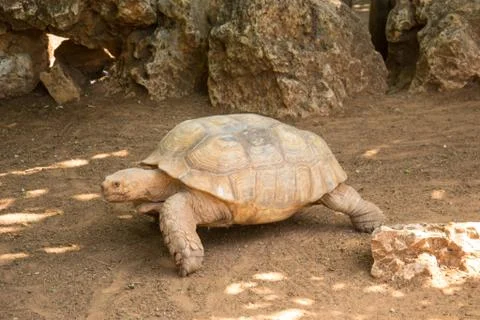 Tortoise Foto stock