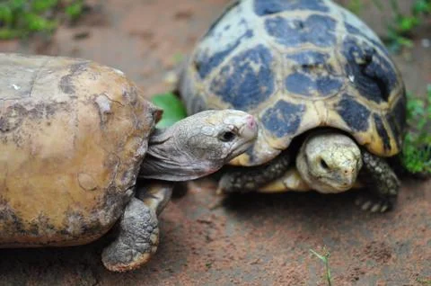 Tortoise Stock Photos