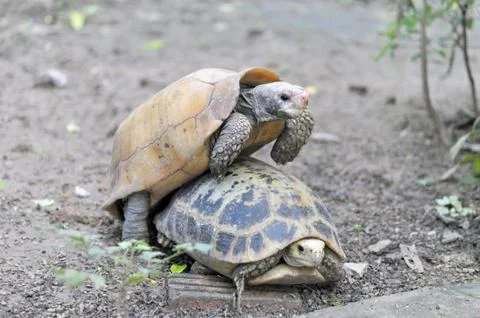 Tortoise Stock Photos