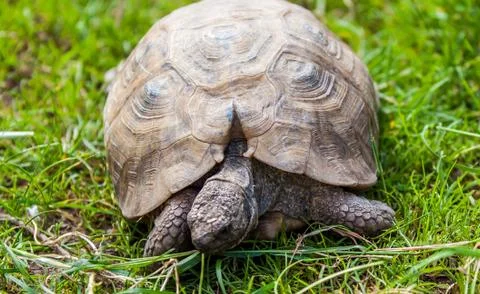 Tortoise Stock Photos