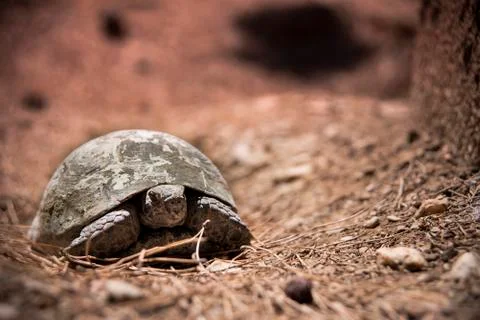 Tortoise Stock Photos
