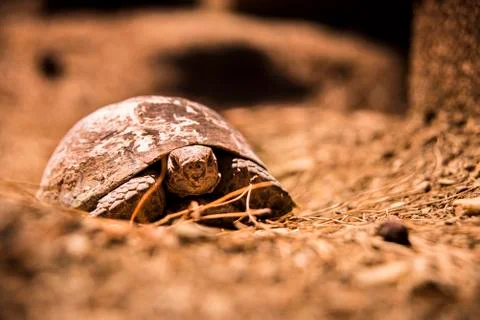 Tortoise Foto stock
