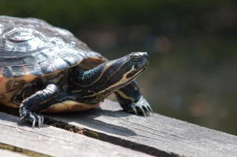 Tortoise 写真素材