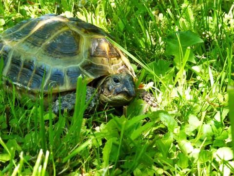 Tortoise Stock Photos