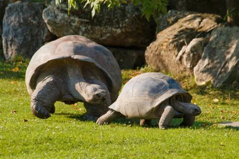 Tortoise Stock Photos