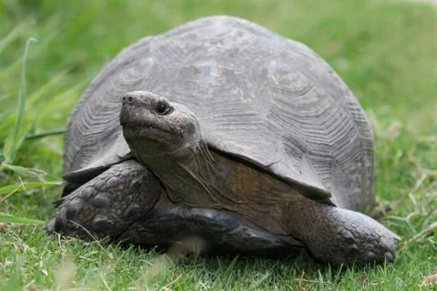 Tortoise Stock Photos