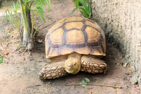 Tortoise Stock Photos