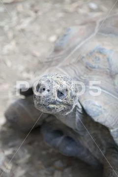 Tortoise Stock Photos