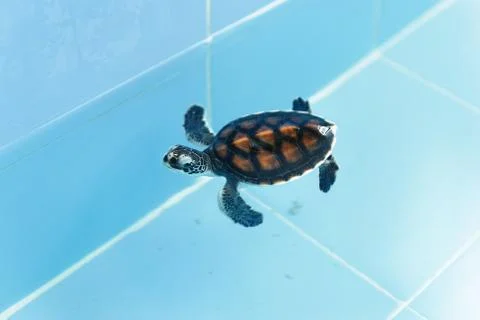 Tortoise Stock Photos