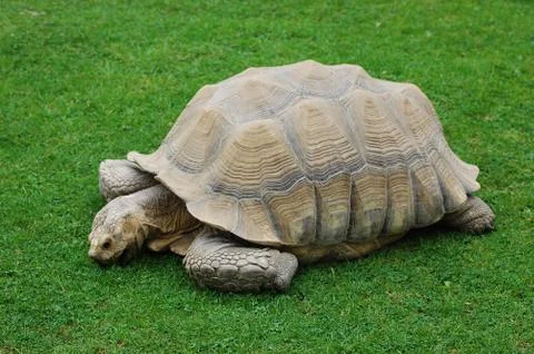 Tortoise Stockfoto's