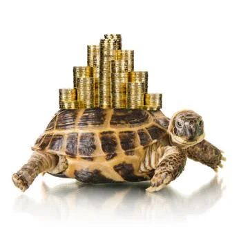 Tortoise Stock Photos