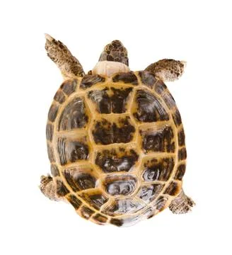 Tortoise Stock Photos
