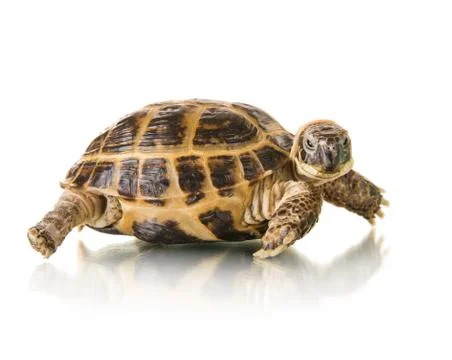 Tortoise Stock Photos