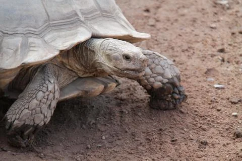 Tortoise. Stock Photos