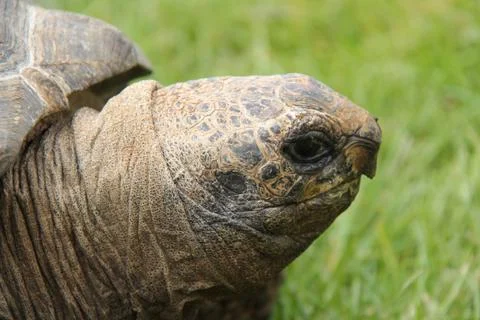Tortoise. Stock Photos