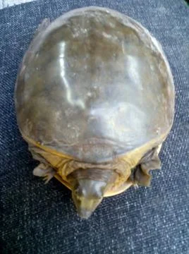 Tortoise Stock Photos