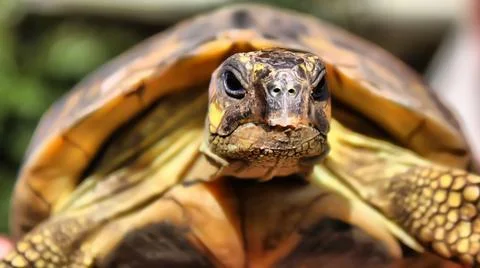Tortoise Stock Photos