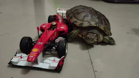 A Tortoise Playing With the toys Stock Footage 149396769
