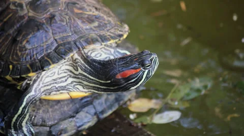 Tortoise in pond Stock Footage 35729280