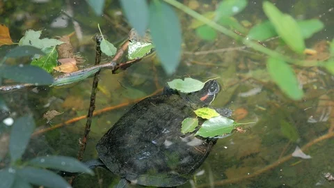 The tortoise in the pond found its head Stock Footage 113830853