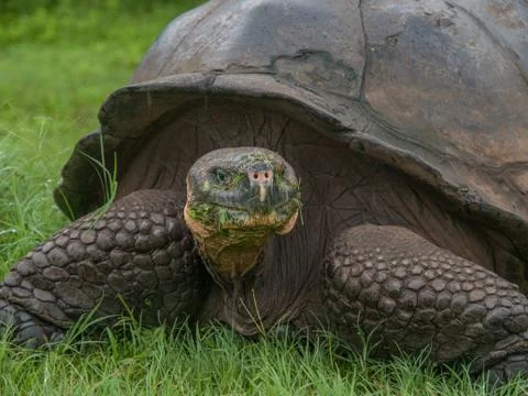 Tortoise Portrait Stock Photos