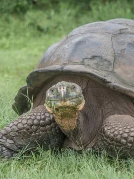 Tortoise Portrait Stock Photos