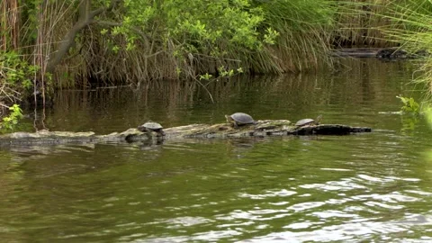 Tortoise relaxing on a log in a marshland surrounded by tall grass Stock Footage 246787788