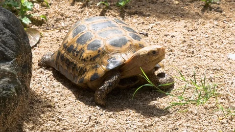 Tortoise resting on sand Stock Footage 85507248