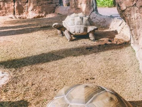Tortoise resting in the sun Stock Photos