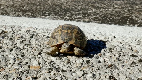 Tortoise on Road Video stock 84625326