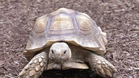 Tortoise running towards camera backwards walk amazing shot 4k Stock Footage 79067376