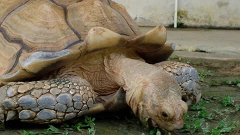 Tortoise sanctuary for the public Stock Footage 142206963