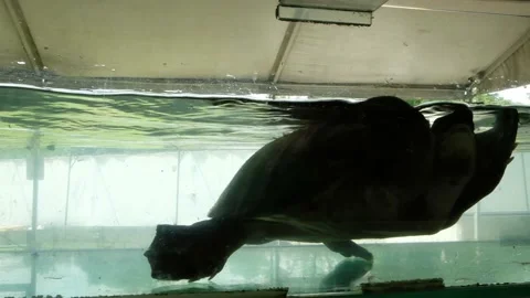 Tortoise sanctuary for the public Stock Footage 142207599