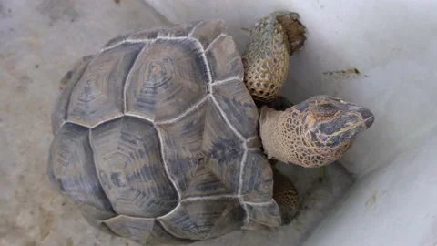 Tortoise sanctuary for the public Stock Footage 142207805