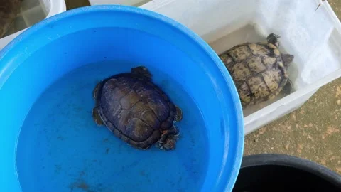 Tortoise sanctuary for the public Stock Footage 142207860