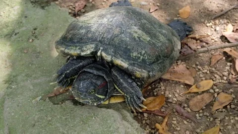 Tortoise sanctuary for the public Stock Footage 142208046