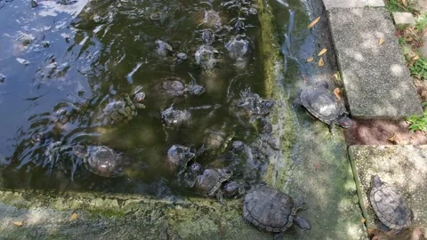 Tortoise sanctuary for the public Stock Footage 142208145