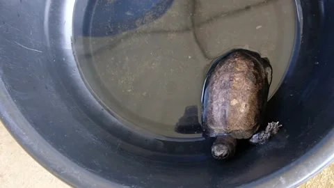 Tortoise sanctuary for the public Stock Footage 142208180