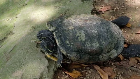 Tortoise sanctuary for the public Stock Footage 142208443