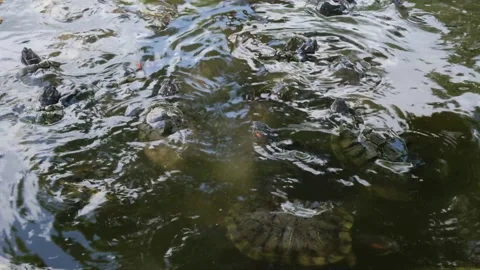 Tortoise sanctuary for the public Stock Footage 142208567