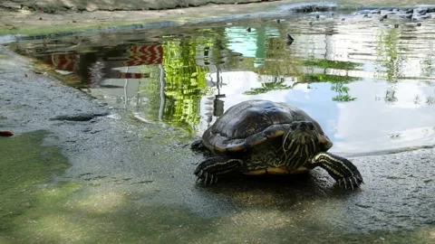 Tortoise sanctuary for the public Stock Footage