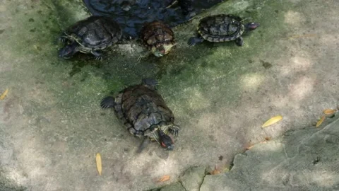 Tortoise sanctuary for the public Stock Footage 142208918