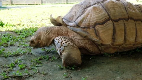 Tortoise sanctuary for the public Stock Footage 142209155