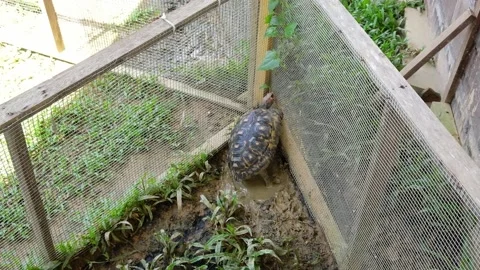 Tortoise sanctuary for the public Stock Footage 142209473