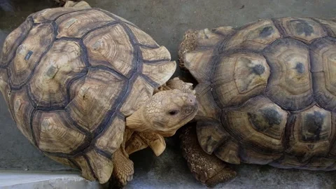 Tortoise sanctuary for the public Stock Footage 142209474