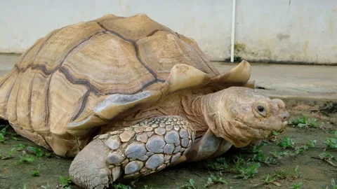 Tortoise sanctuary for the public Stock Footage 142209672
