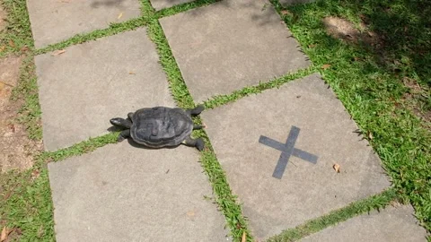 Tortoise sanctuary for the public Stock Footage 142209744